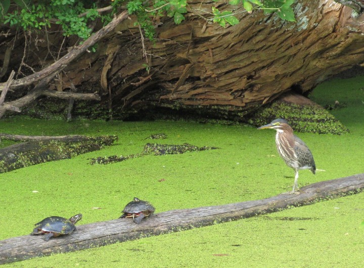 Green Heron